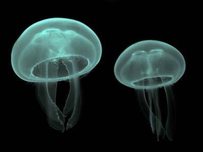 Aurelia_aurita_(Cnidaria)_Luc_Viatour