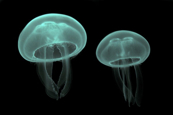 Aurelia_aurita_(Cnidaria)_Luc_Viatour