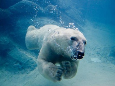 Polar_bear_swimming_in_zoo.img_assist_custom-600x400