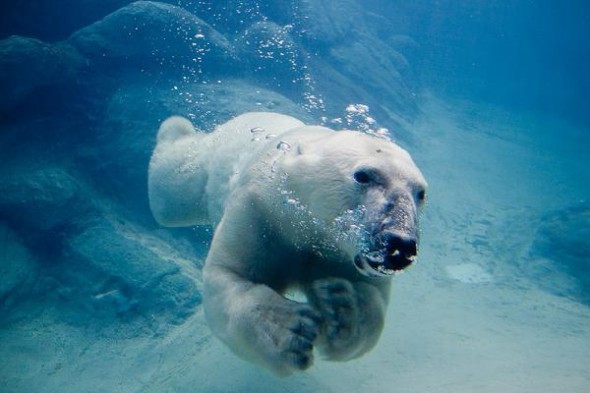 Polar_bear_swimming_in_zoo.img_assist_custom-600x400